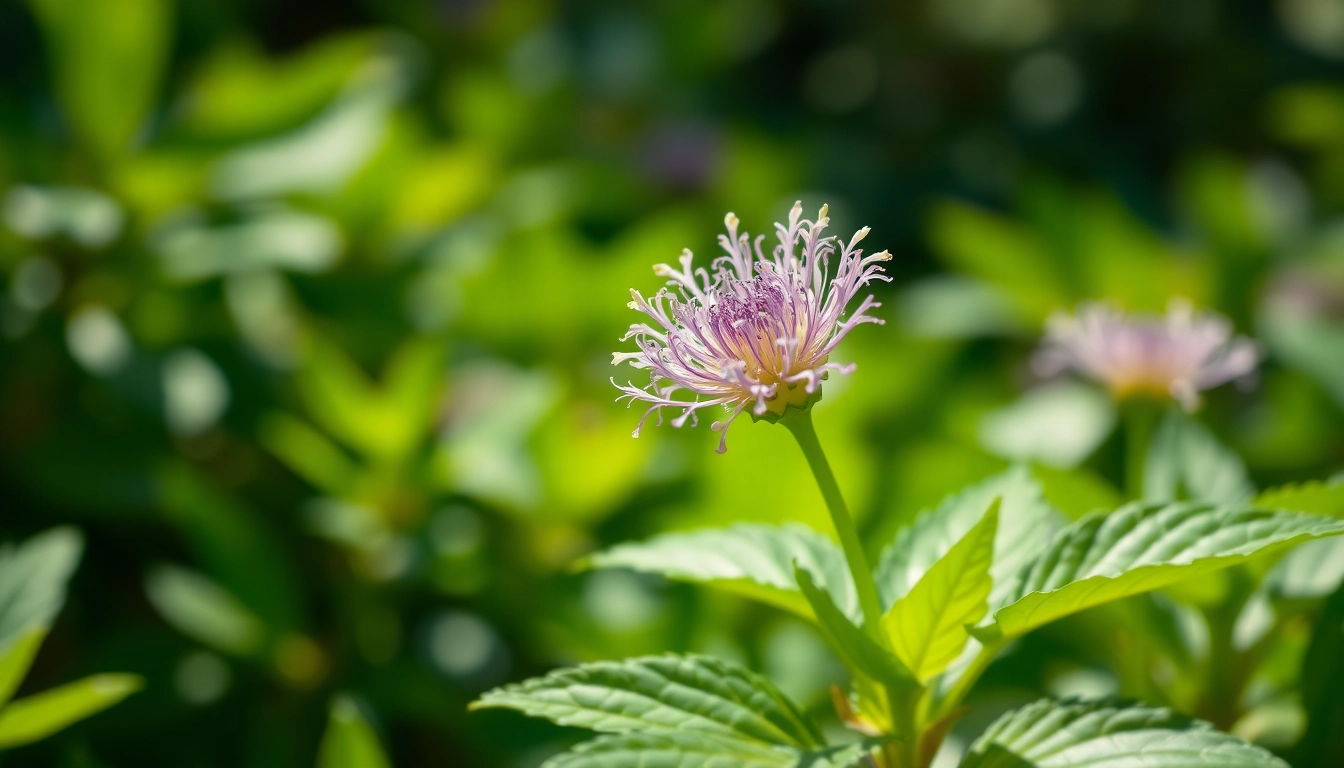 Shop fresh Charlotte's Web flower for sale among vibrant garden blooms, showcasing its beauty.
